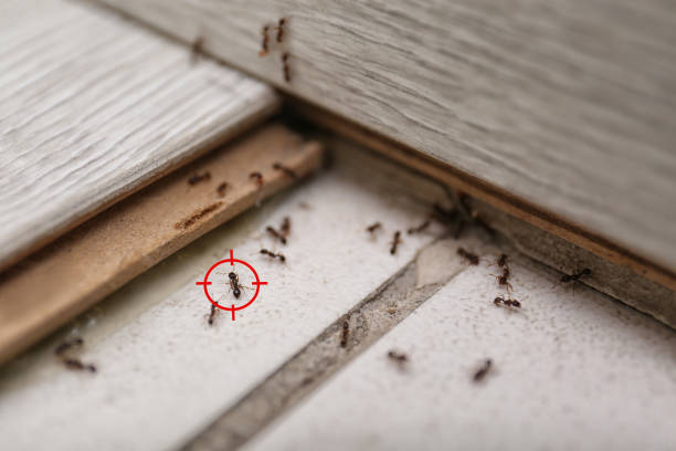 Best Bird Control  in Kingsley, MI